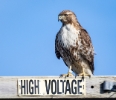 red-tailed hawk, Point Reyes lighthouse